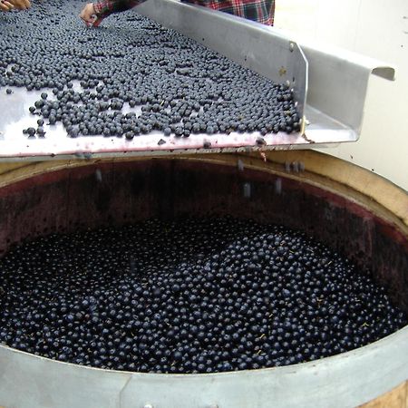 O'Vineyards B&B Carcassonne Villemoustaussou Εξωτερικό φωτογραφία