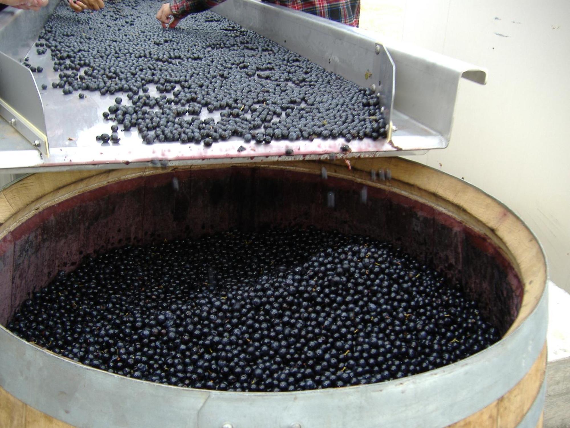 O'Vineyards B&B Carcassonne Villemoustaussou Εξωτερικό φωτογραφία