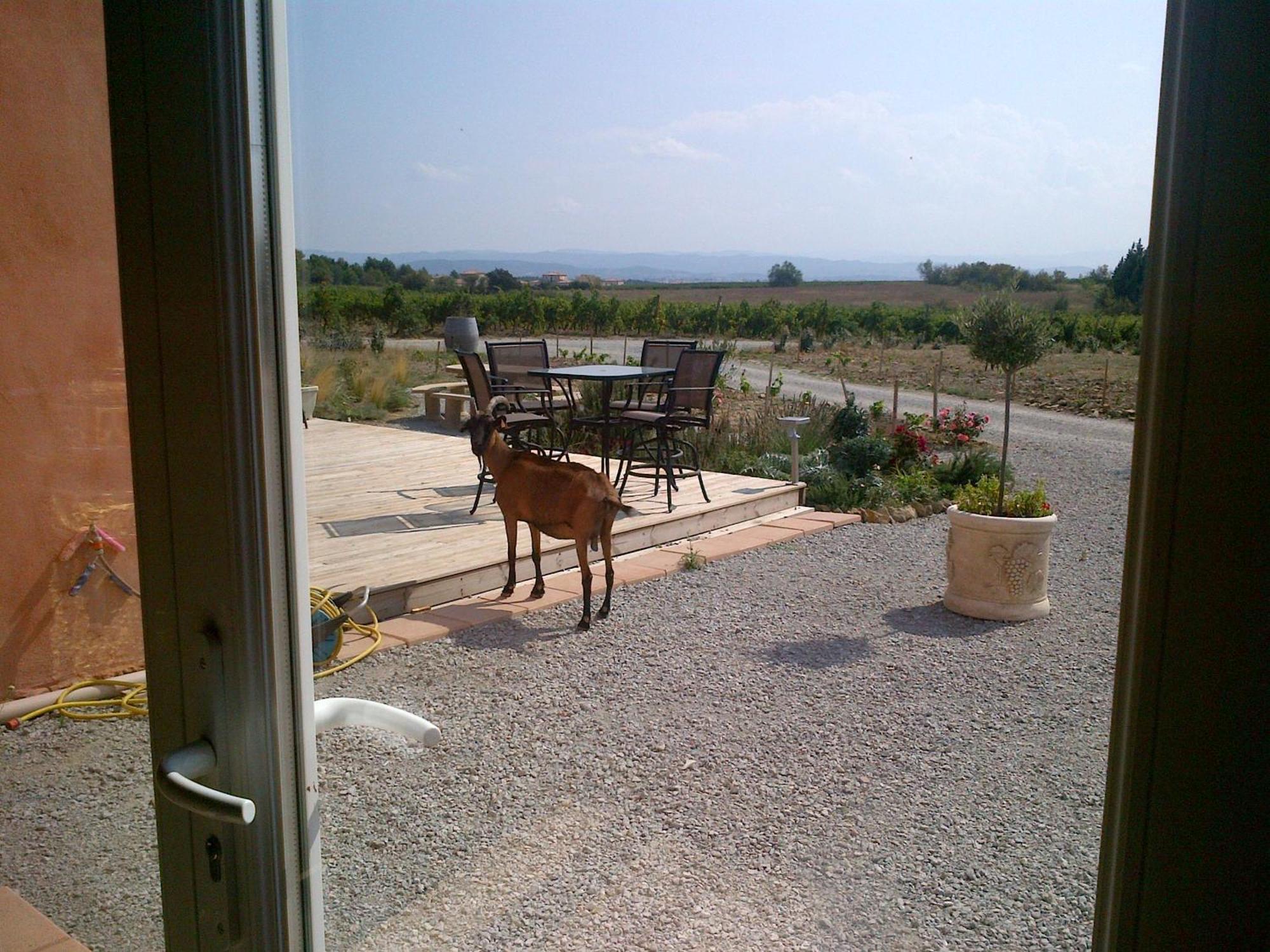 O'Vineyards B&B Carcassonne Villemoustaussou Εξωτερικό φωτογραφία