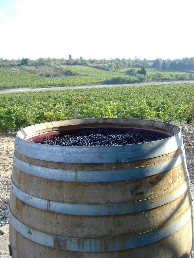 O'Vineyards B&B Carcassonne Villemoustaussou Δωμάτιο φωτογραφία