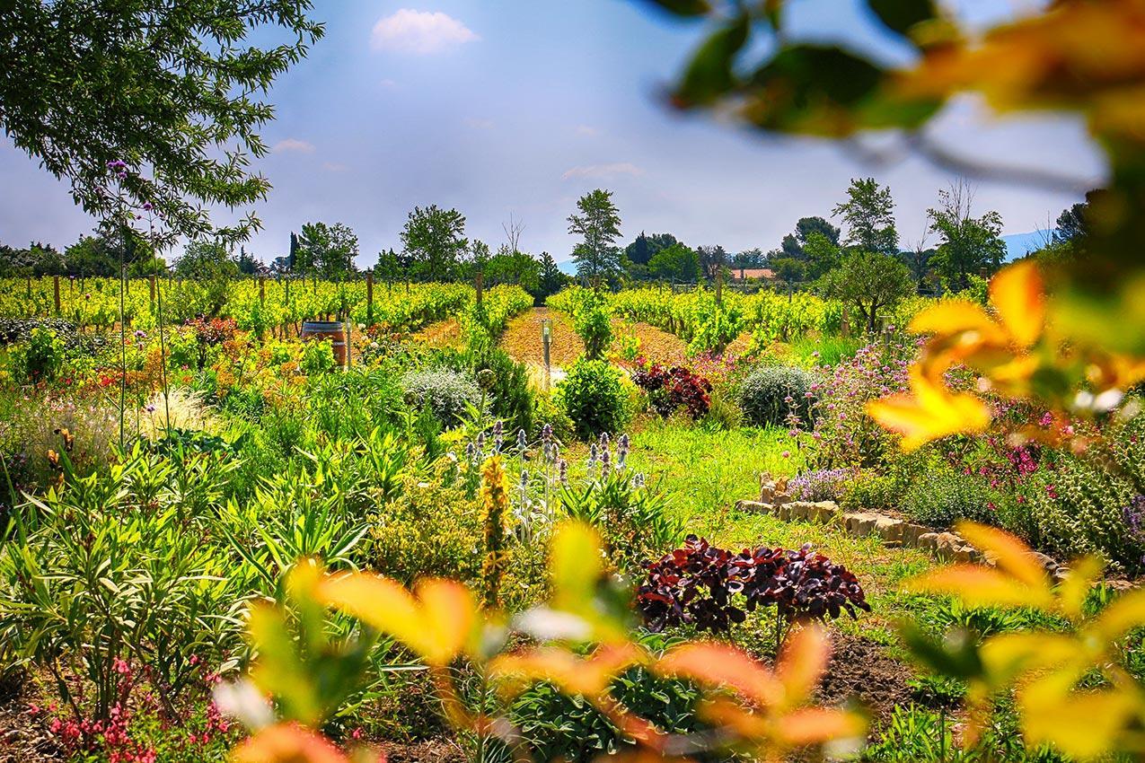 O'Vineyards B&B Carcassonne Villemoustaussou Εξωτερικό φωτογραφία
