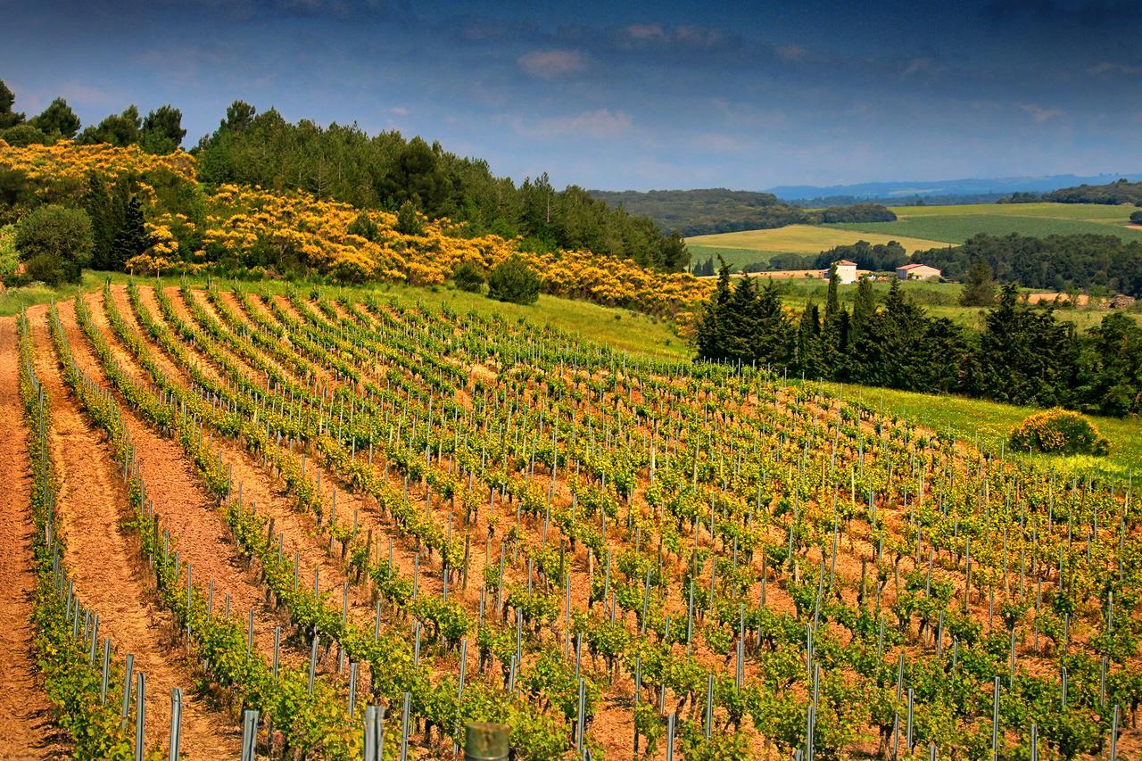 O'Vineyards B&B Carcassonne Villemoustaussou Εξωτερικό φωτογραφία